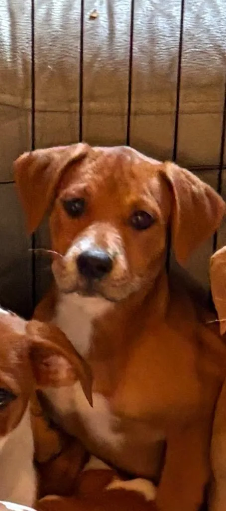 A baby small-sized female Mixed Breed dog named Wendy Love for adoption in St. Augustine, FL