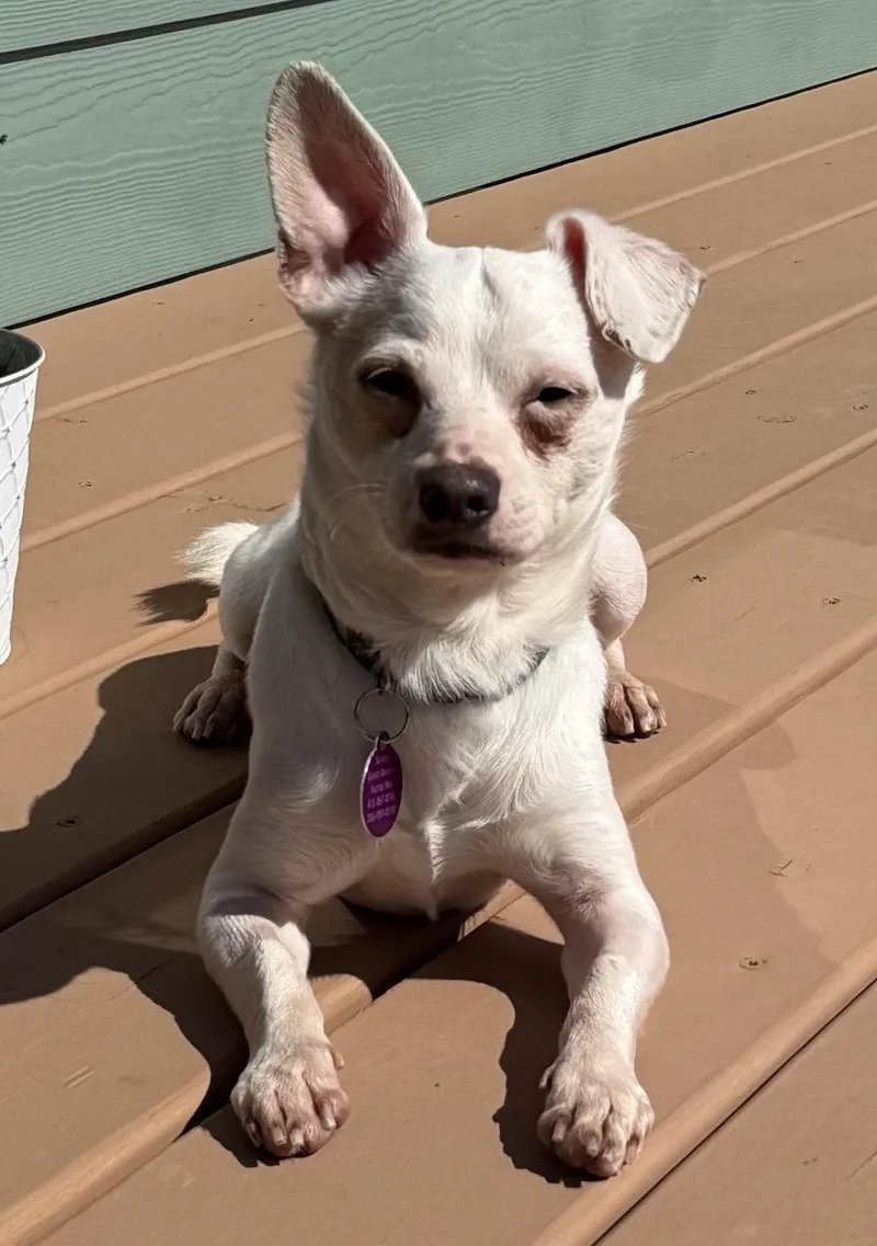 An adult small-sized male Chihuahua dog named Iggy for adoption in Seattle, WA