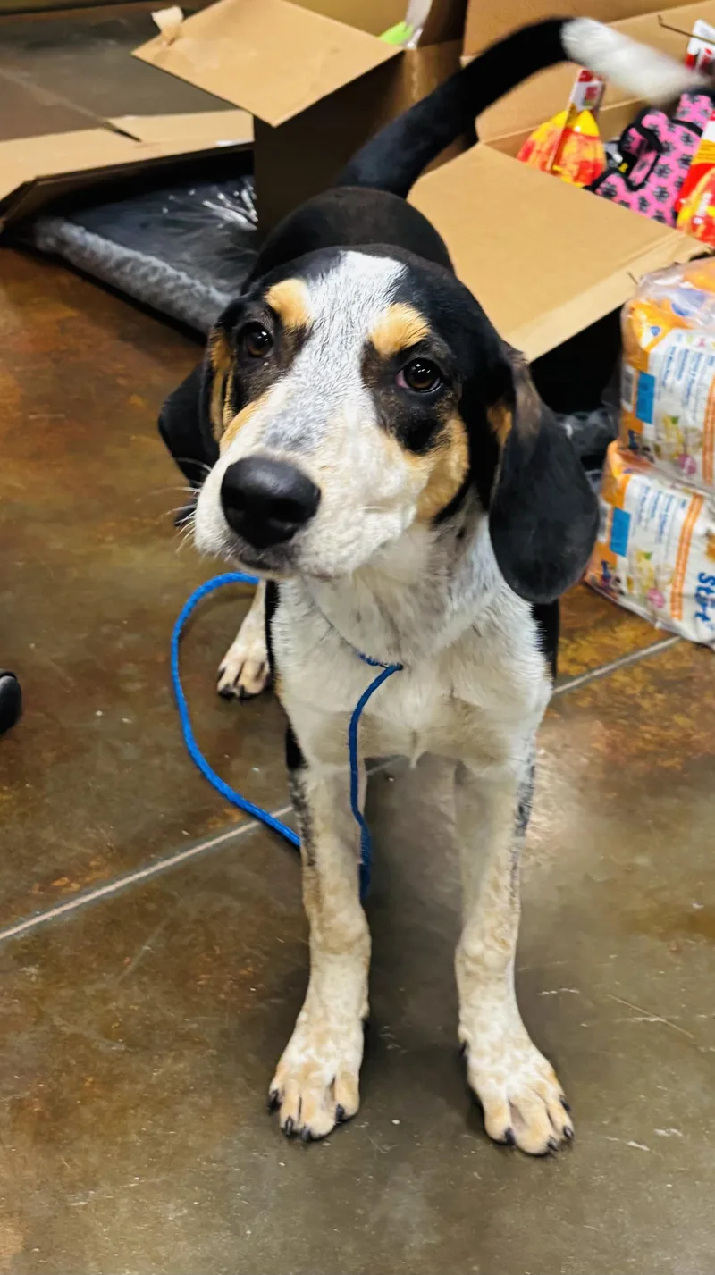 A young large-sized female Hound dog named Ellie Mae for adoption in Council Bluffs, IA