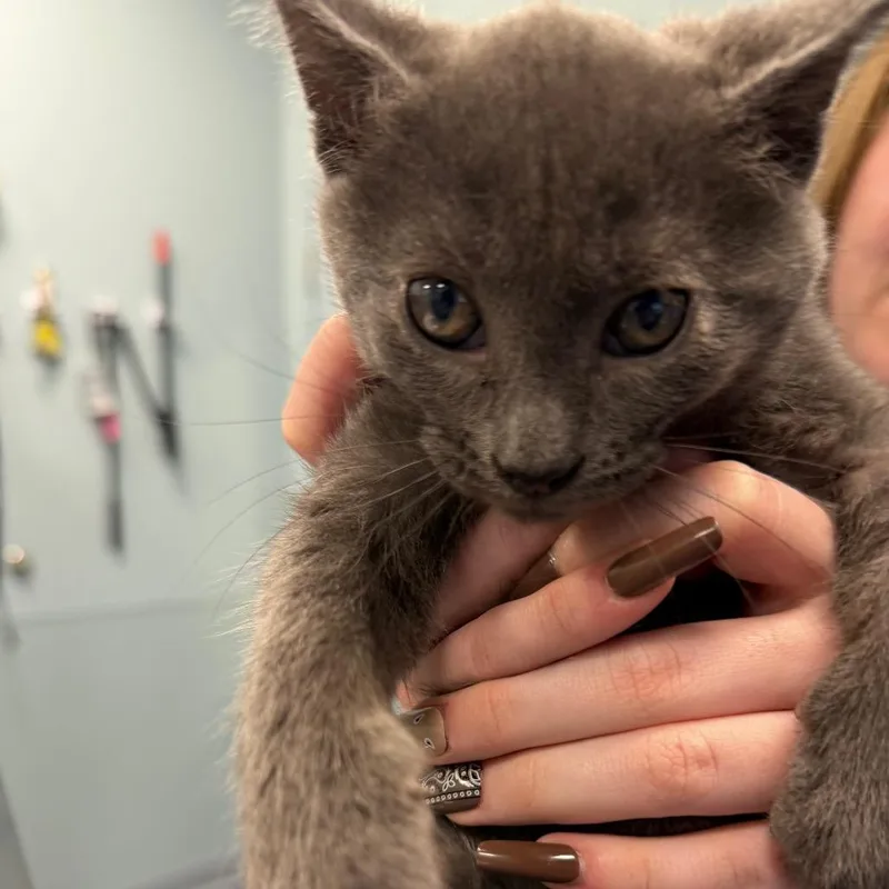 A baby small-sized male Gray / Blue / Silver Domestic Short Hair cat named Tongs for adoption in Greensboro, NC