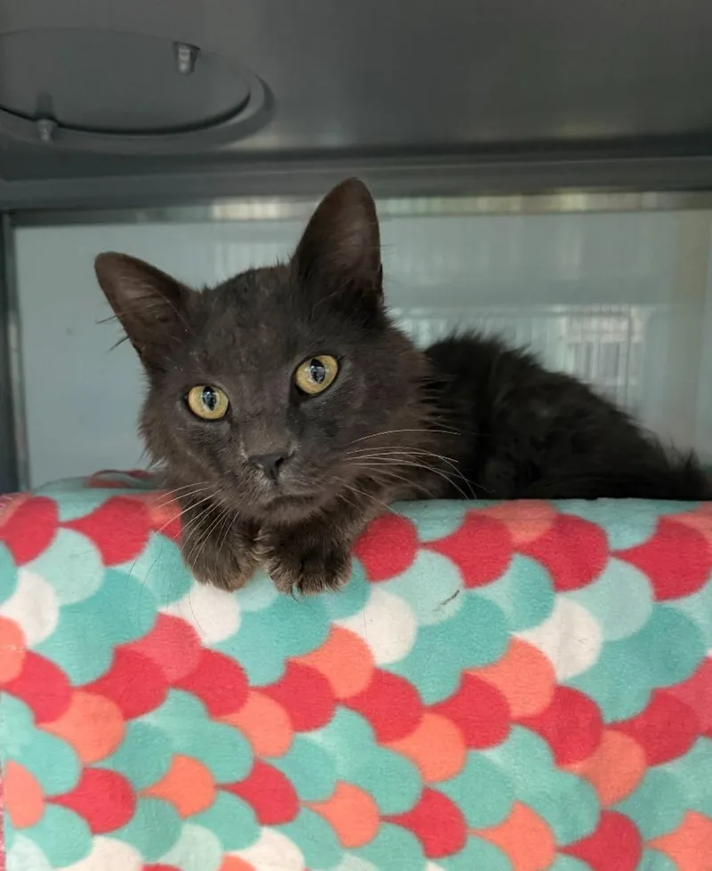 A young large-sized male Domestic Medium Hair cat named Donkey for adoption in Viroqua, WI