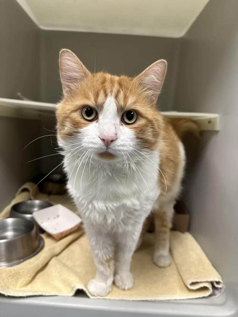 An adult medium-sized male Orange & White Domestic Medium Hair cat named Mullwine for adoption in Stafford, VA