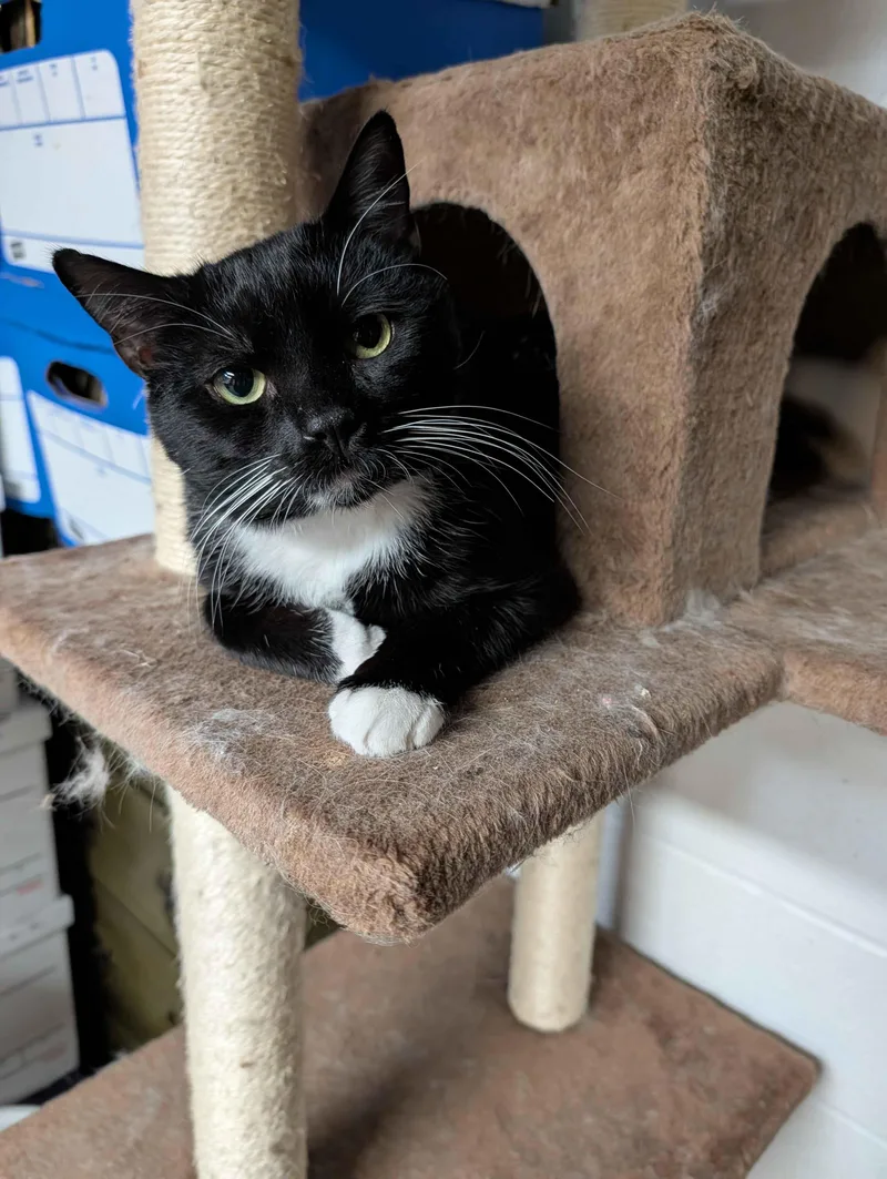 A young medium-sized male Black & White / Tuxedo Domestic Short Hair cat named Tux for adoption in Wooster, OH