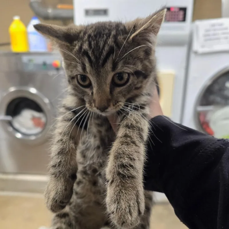A baby small-sized male Brown / Chocolate Domestic Short Hair cat named Saturn for adoption in Waldorf, MD