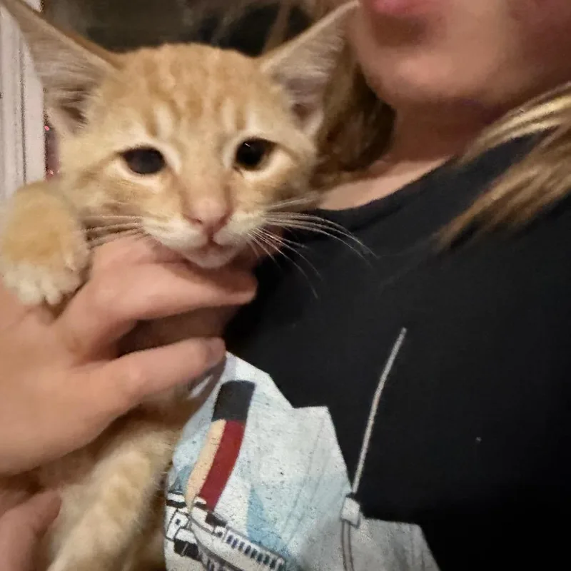 A baby small-sized male Orange / Red Domestic Short Hair cat named Chucky for adoption in Melbourne, KY
