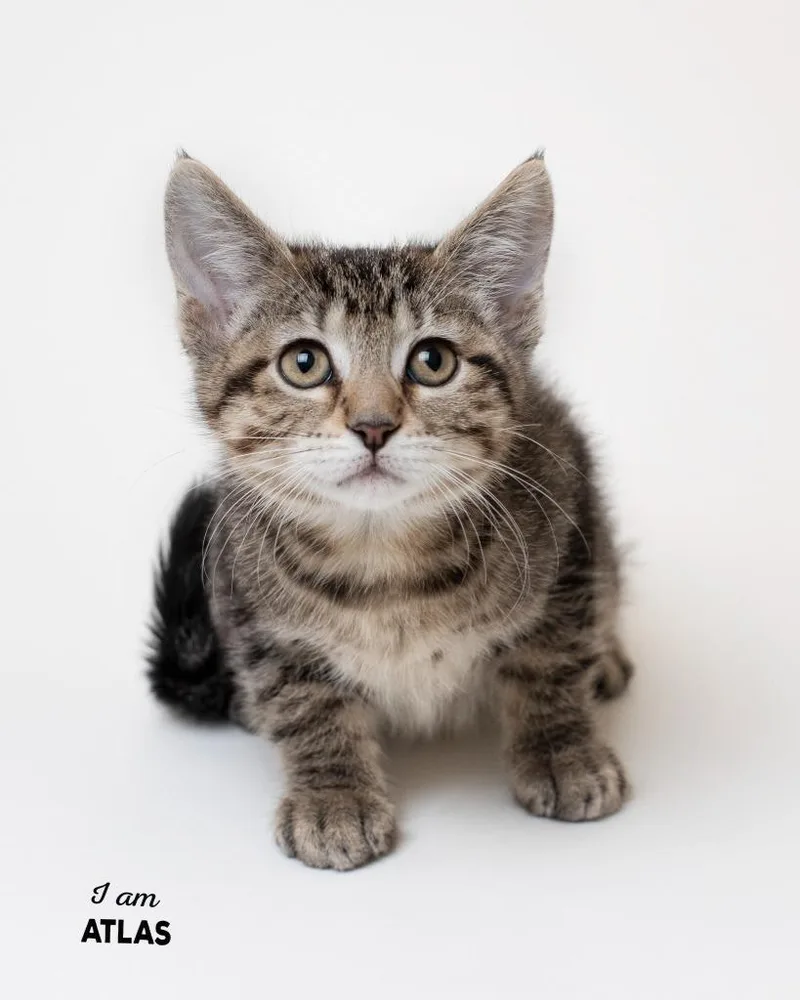A baby small-sized female Domestic Short Hair cat named Atlas for adoption in Boone, IA