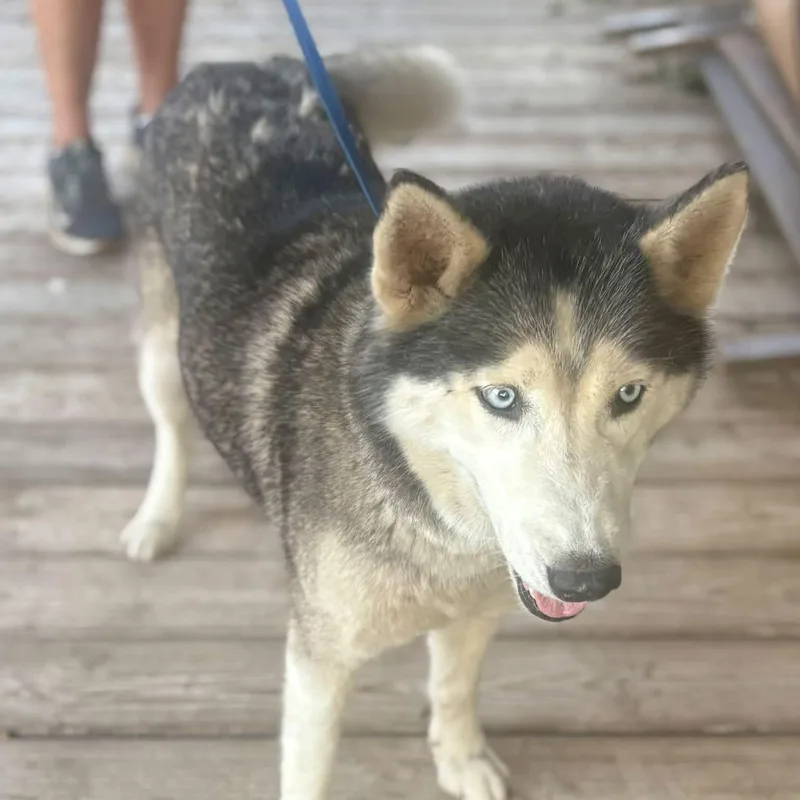 An adult medium-sized female Husky dog named Sable for adoption in Brewton, AL