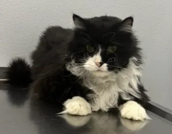 Oscar