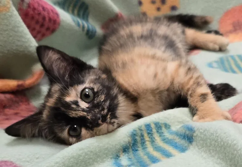 A baby small-sized female Domestic Short Hair cat named Astra for adoption in Murphysboro, IL