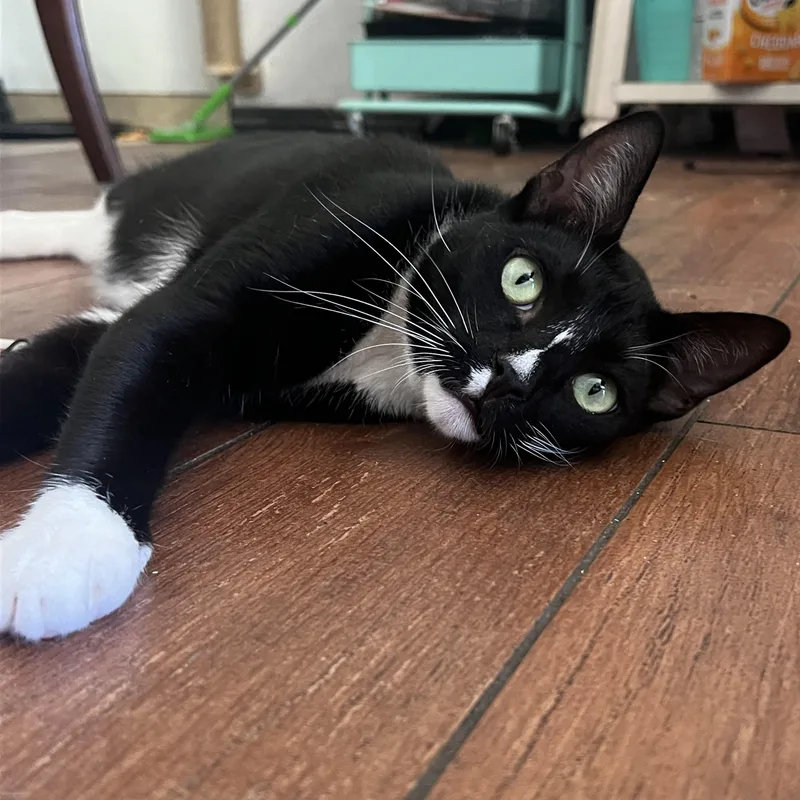 An adult medium-sized male Black & White / Tuxedo Domestic Short Hair cat named Pepe for adoption in San Jose, CA