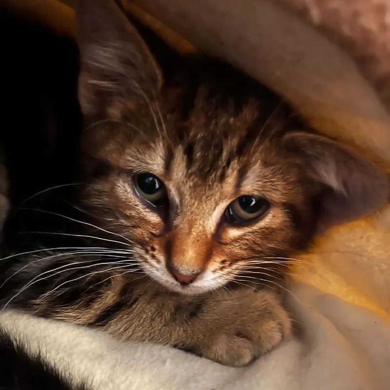A baby small-sized male Brown / Chocolate Domestic Short Hair cat named Joey for adoption in Bentonville, AR