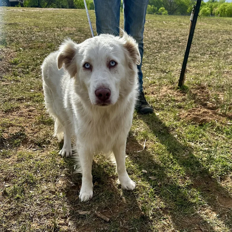 An adult medium-sized male White / Cream Australian Shepherd dog named Sunny for adoption in Seguin, TX