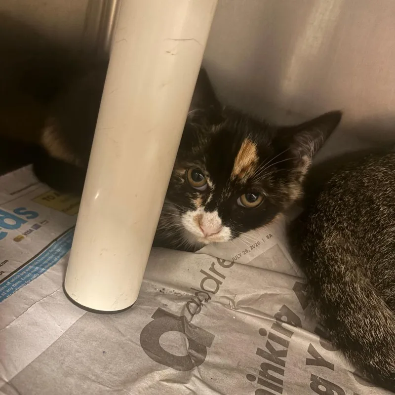 A baby small-sized female Calico Domestic Short Hair cat named Maple for adoption in Brockton, MA