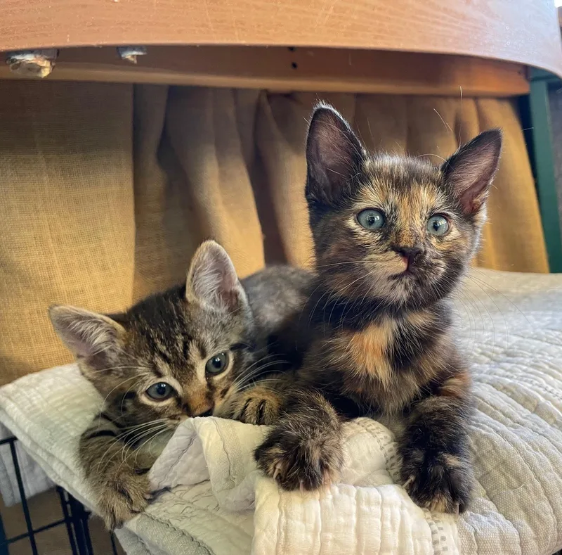 A baby small-sized female Tortoiseshell Domestic Short Hair cat named Margo for adoption in Chandler, AZ