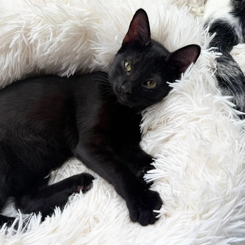 A baby medium-sized female Black Domestic Short Hair cat named Gucci for adoption in Brooklyn, NY