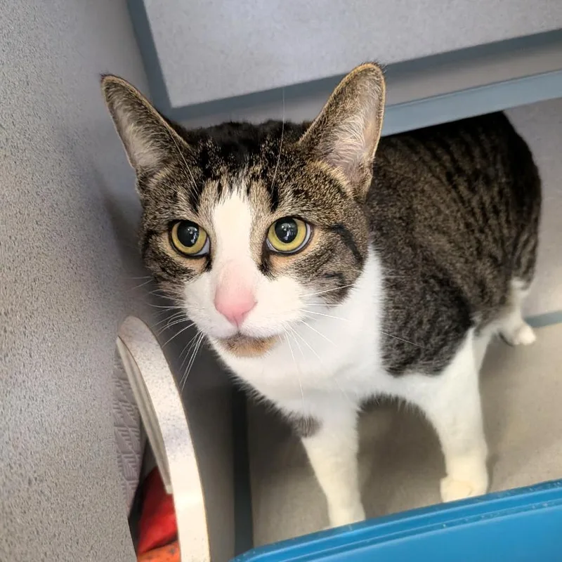 A young large-sized male White Domestic Short Hair cat named Harry for adoption in Greenville, PA