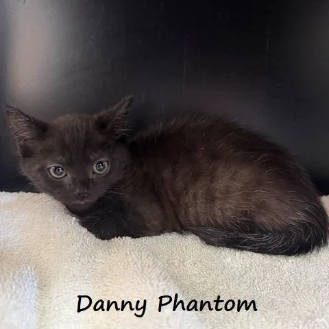 A baby small-sized male Black Domestic Short Hair cat named Danny Phantom for adoption in Yucaipa, CA