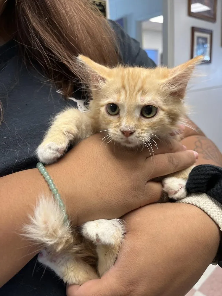 A young small-sized male Domestic Medium Hair cat named Darryl for adoption in Ontario, CA