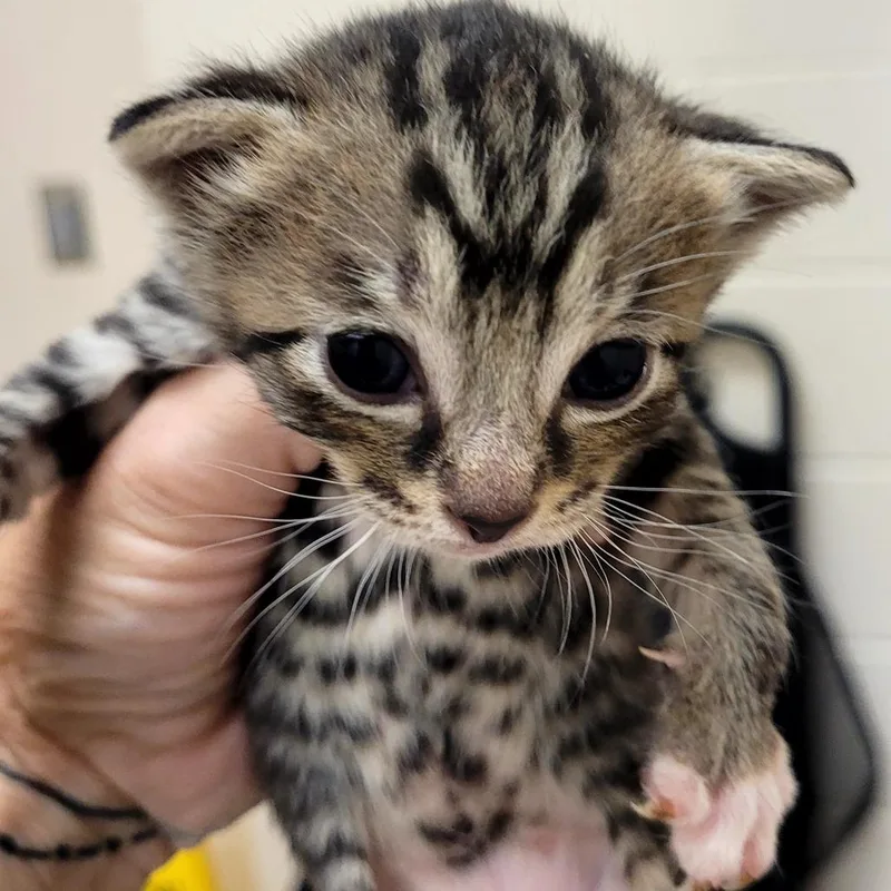 A baby small-sized male Buff / Tan / Fawn Domestic Short Hair cat named Ozzy for adoption in Lake Panasoffkee, FL