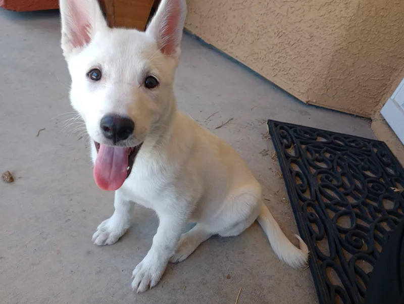 A baby large-sized female White / Cream White German Shepherd dog named Finley for adoption in Las Vegas, NV