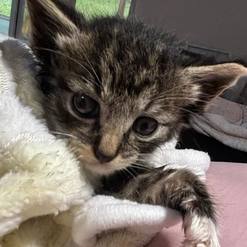 A baby small-sized male Gray / Blue / Silver Domestic Medium Hair cat named Truffle for adoption in Volcano, HI