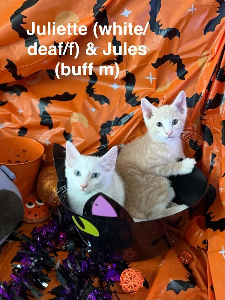 A baby small-sized male Tabby cat named Jules for adoption in Orlando, FL