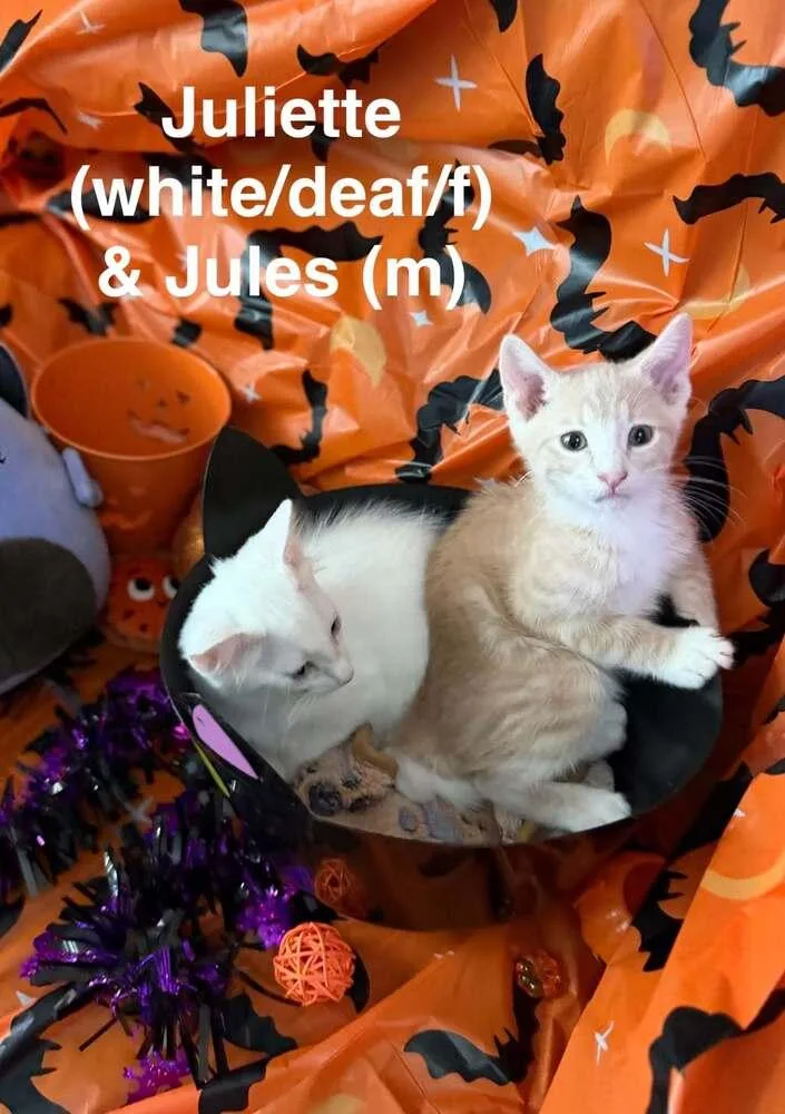 Jules thumbnail 3