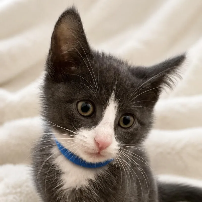 A baby small-sized male Gray / Blue / Silver Domestic Short Hair cat named Bear for adoption in Inman, SC