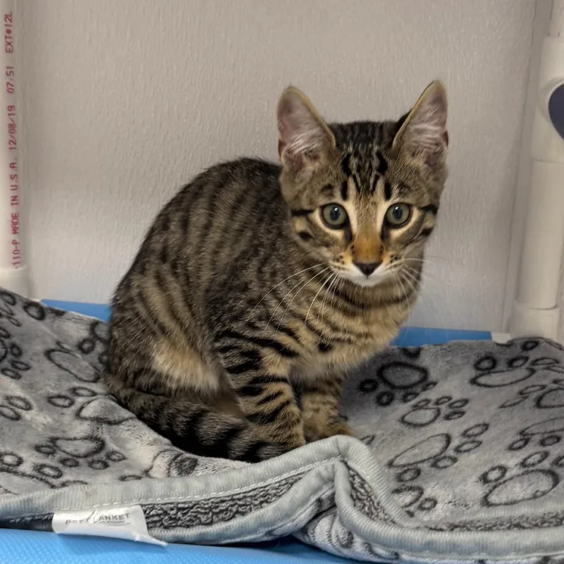 A baby small-sized male Brown / Chocolate Domestic Short Hair cat named Volt for adoption in Sunnyvale, CA