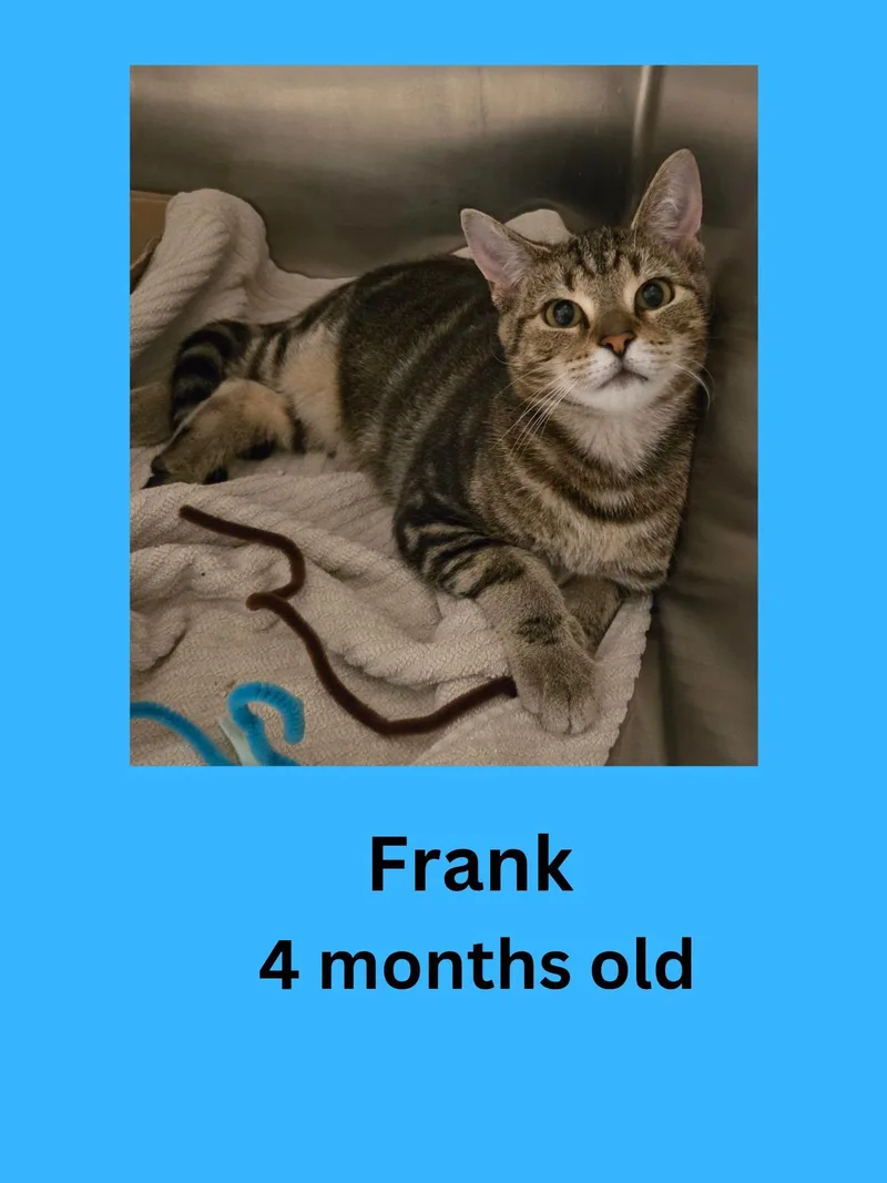 A young small-sized male Tabby (Gray / Blue / Silver) Domestic Short Hair cat named Frank for adoption in Ravenna, OH