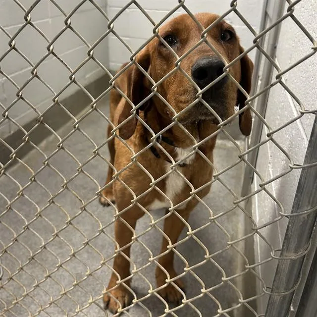 A young medium-sized male Redbone Coonhound dog named Kellogg for adoption in Huntsville, AL