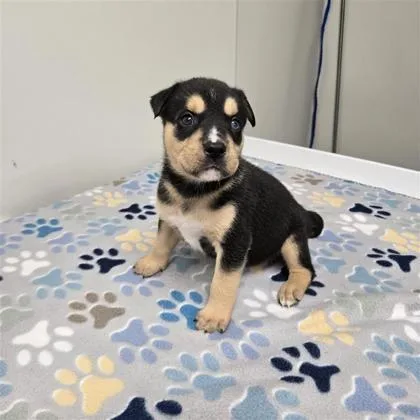 A baby medium-sized male Siberian Husky dog named Boog A for adoption in Plano, TX