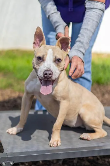 A young medium-sized female Mixed Breed dog named Whitney for adoption in Chamblee, GA