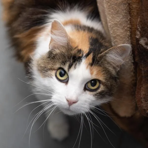 Mia  Bonded Buddy