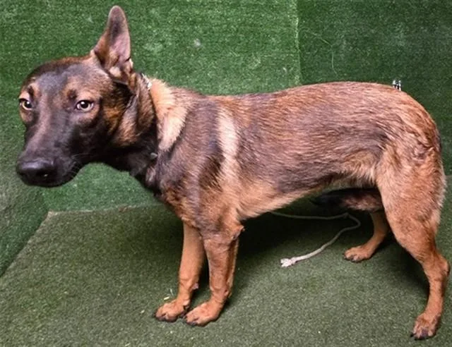 A young medium-sized male Belgian Shepherd / Malinois dog named Devon for adoption in Lancaster, CA