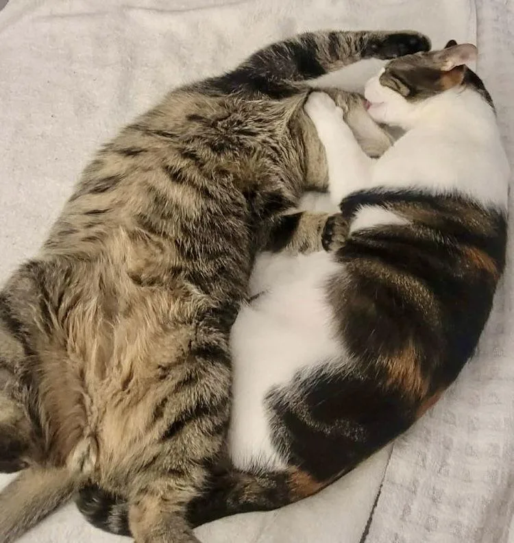 Bradleybonded thumbnail 3