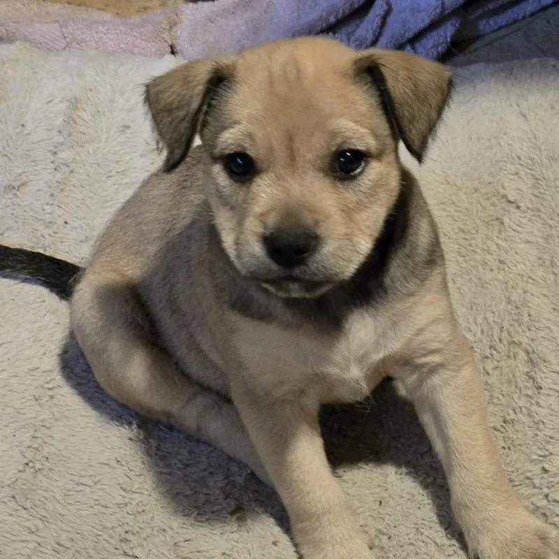 Gus