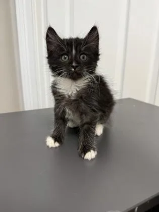 A baby small-sized male Domestic Short Hair cat named Penguin for adoption in Lawrenceville, GA