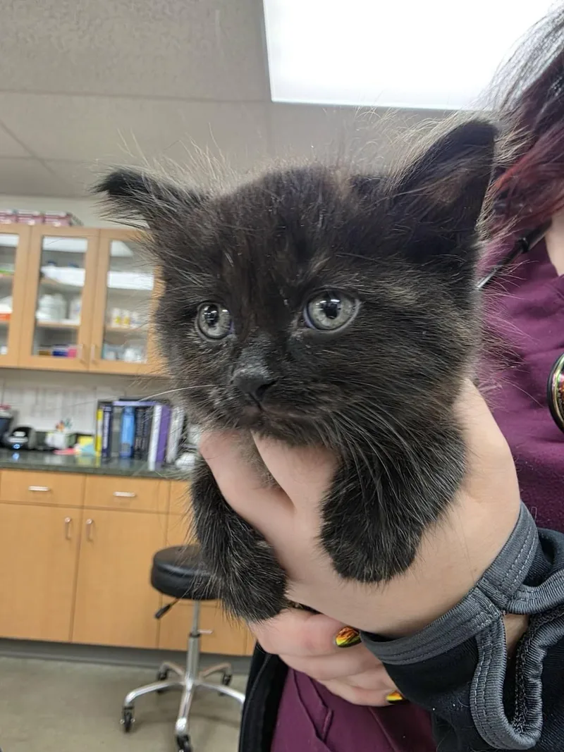 A baby medium-sized female Tortoiseshell cat named Matcha for adoption in Sammamish, WA