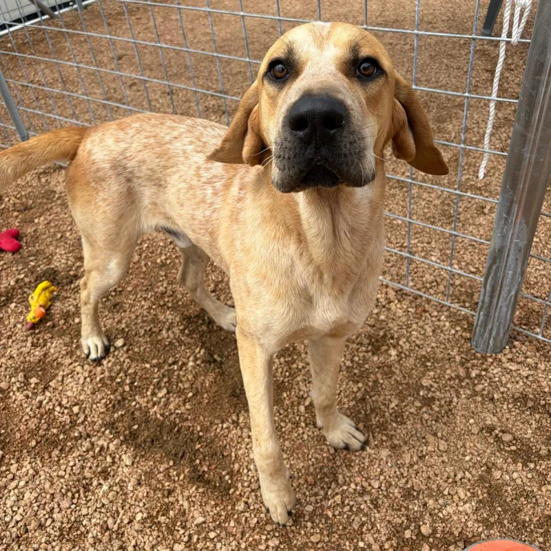 An adult medium-sized male Yellow / Tan / Blond / Fawn Hound dog named Elvis Kcac . for adoption in Kerrville, TX
