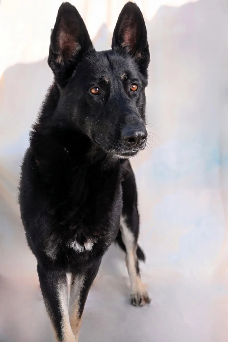 An adult medium-sized male German Shepherd Dog dog named Jerry for adoption in Pasadena, CA