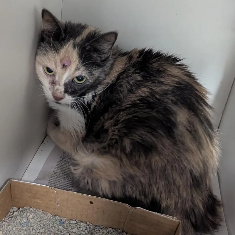 An adult small-sized female Tortoiseshell Domestic Medium Hair cat named Baby girl for adoption in Jeffersonville, IN