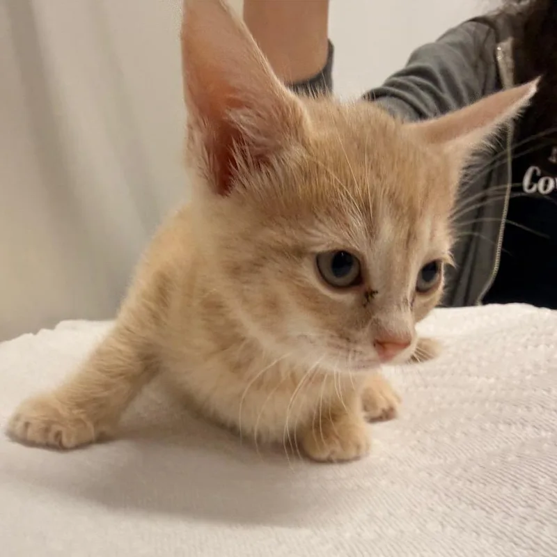 A baby small-sized female Buff / Tan / Fawn Domestic Short Hair cat named Bunty for adoption in Chattanooga, TN
