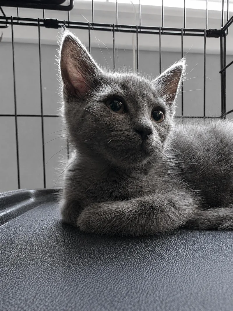 A young medium-sized male Gray / Blue / Silver Domestic Short Hair cat named C Litter Pepper for adoption in Livonia, MI