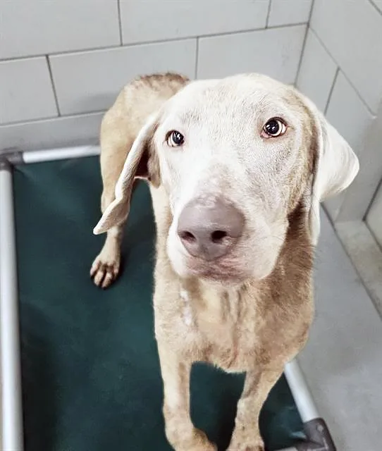 An adult medium-sized male Gray / Blue / Silver Mixed Breed dog named Rocky Road for adoption in Nashville, TN