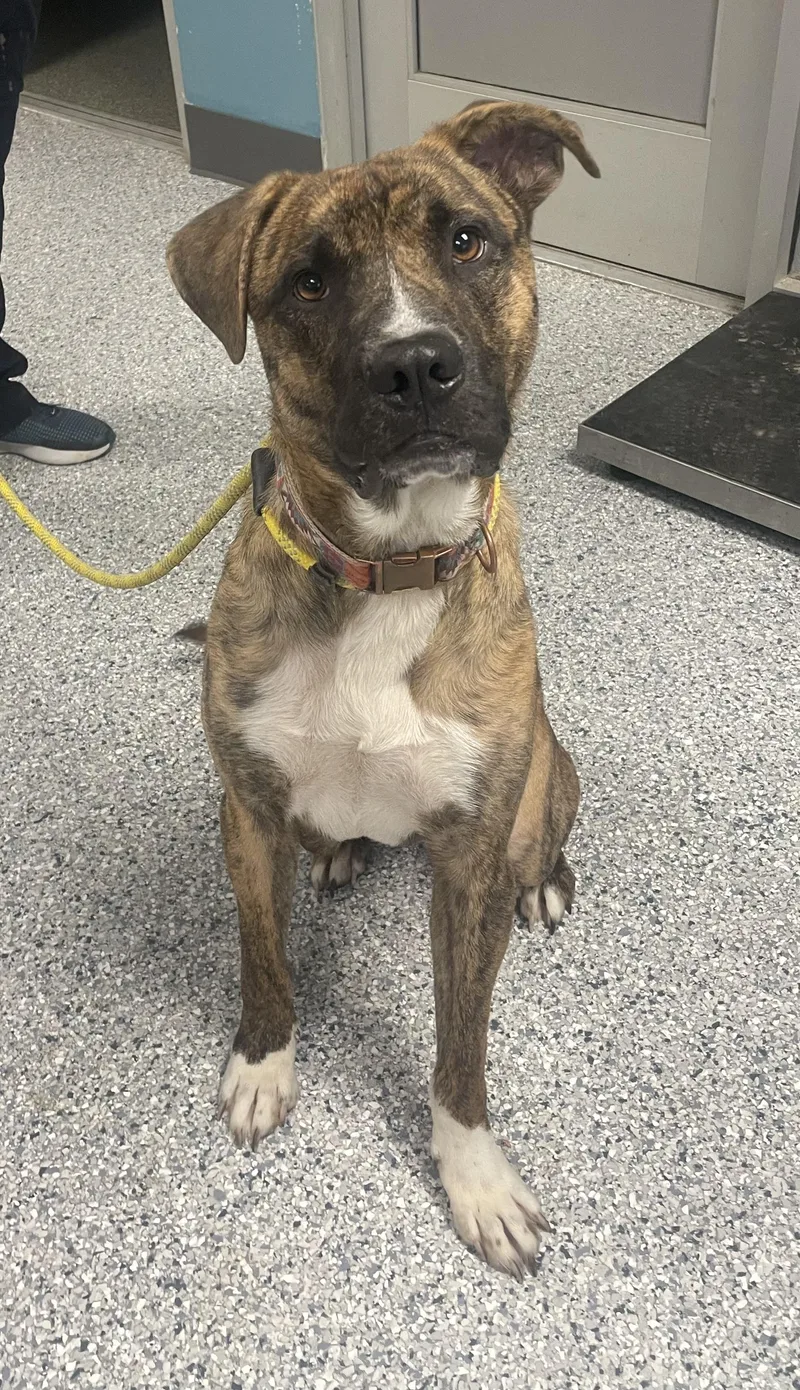An adult large-sized male Boxer dog named Judah for adoption in Gladstone, MO