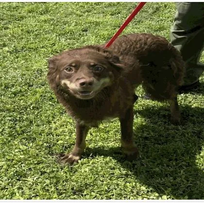 An adult medium-sized female Australian Shepherd dog named Shiloh for adoption in Tampa, FL