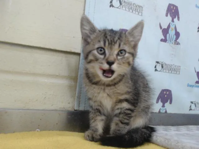 A baby small-sized female Domestic Short Hair cat named Doll for adoption in Orlando, FL