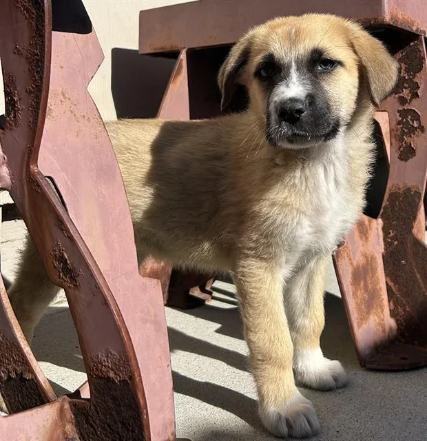 A baby small-sized male Great Pyrenees dog named Blue for adoption in Santa Cruz, CA