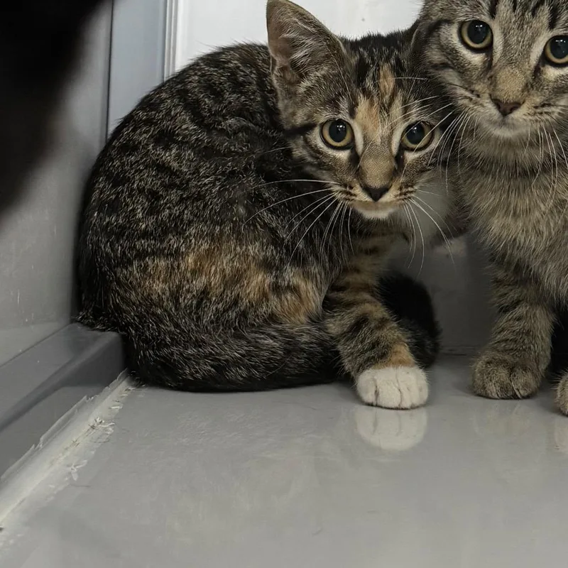 A baby small-sized female Domestic Short Hair cat named Tabico for adoption in Shelbyville, IL